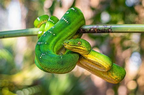 Found in the South American rainforests, the Emerald Tree Boa is appropriately named, with its vibrant green coloration. Though nonvenomous, it is known for ...